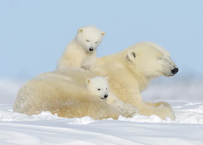 polar bear mother cubs wapusk national park